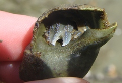 Pagurus novizealandiae