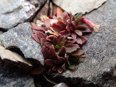 Epilobium margaretiae