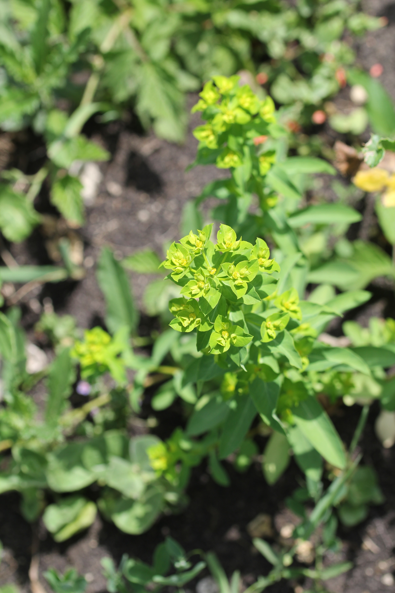 Euphorbia platyphyllos ssp. platyphyllos