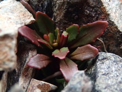Epilobium margaretiae