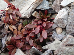 Epilobium margaretiae