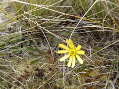 Ranunculus verticillatus