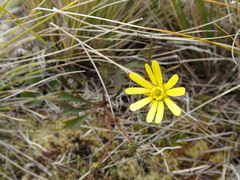 Ranunculus verticillatus