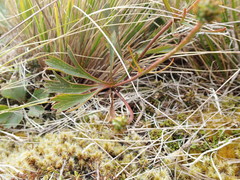 Ranunculus verticillatus