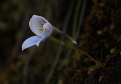 Disa longicornu