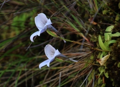 Disa longicornu