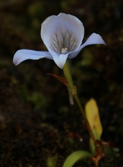 Disa longicornu