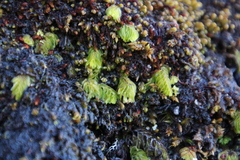 Hymenophyllum capense