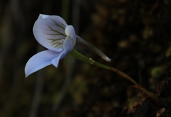 Disa longicornu