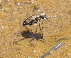 Cylindera disjuncta