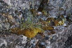 Bobartia filiformis