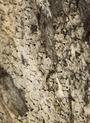 Chaenothecopsis debilis