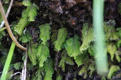 Hymenophyllum capense