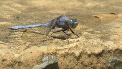Orthetrum robustum
