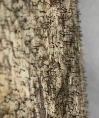 Chaenothecopsis debilis