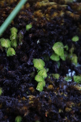 Hymenophyllum capense