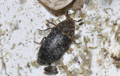 Dermestes undulatus