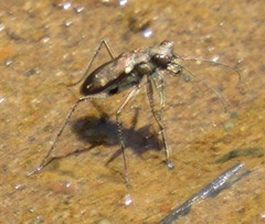 Cylindera disjuncta
