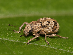 Pantomorus postfasciatus