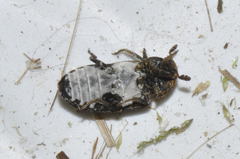 Dermestes undulatus