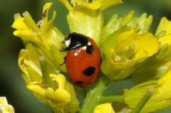 Coccinella quinquepunctata