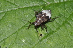 Deraeocoris flavilinea