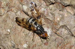 Otites porcus