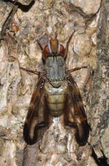 Otites lamed