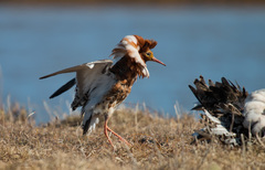 Ruff photo 5