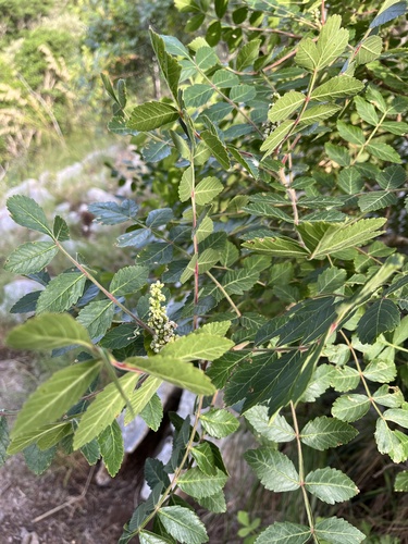 Tanner's sumac