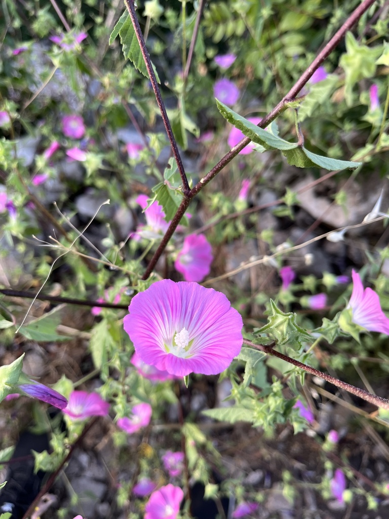 Spotted-stalked Tree-mallow