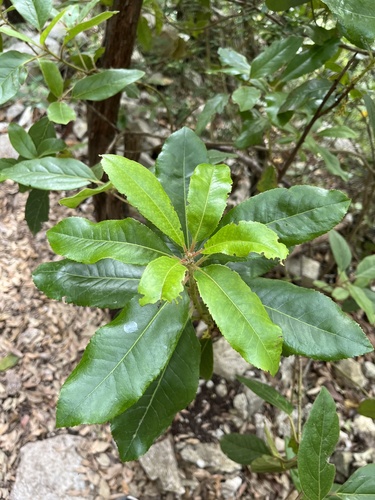 Strawberry tree