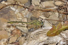 Gomphus pulchellus