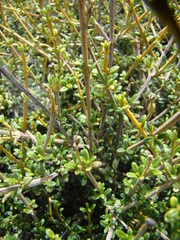 Olearia solandri
