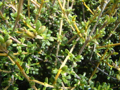 Olearia solandri