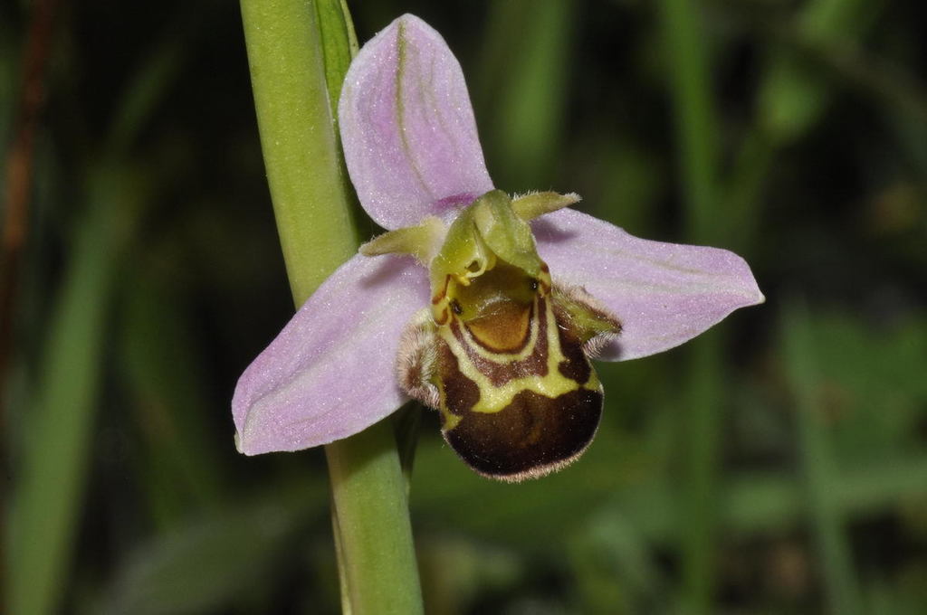 Apiferae