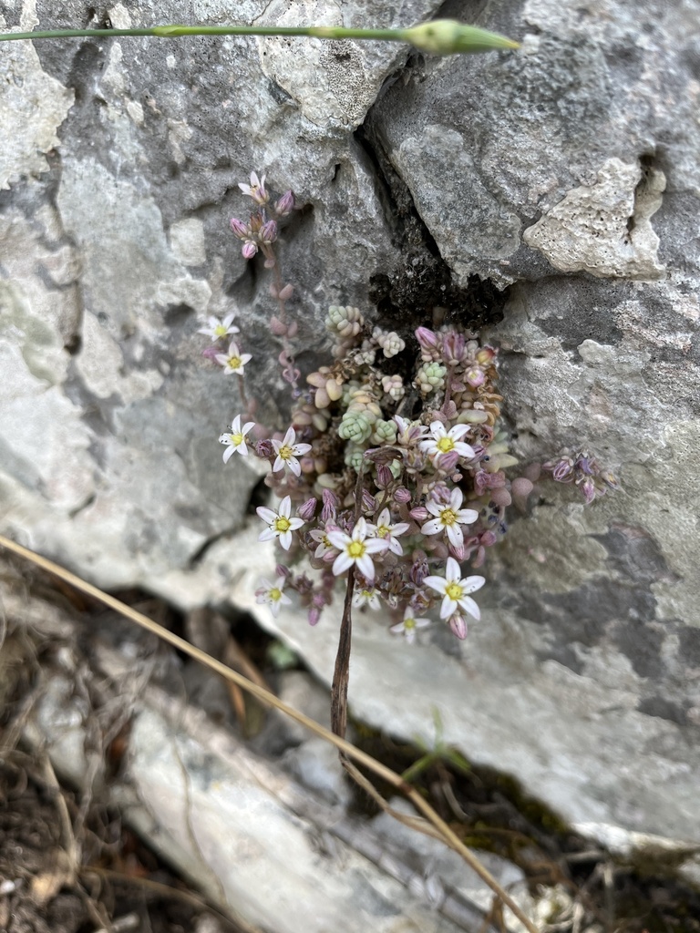 Thick-leaved stonecrop