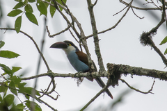 Andigena nigrirostris