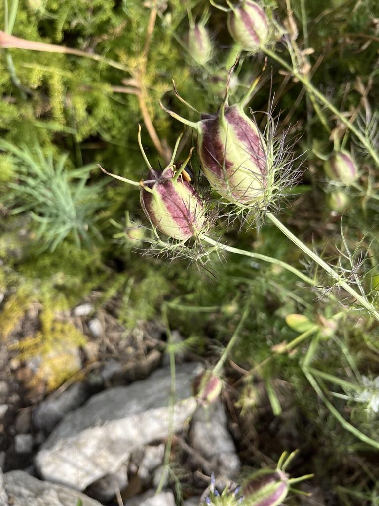 Love-in-a-mist
