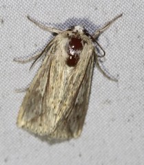 Mythimna decisissima