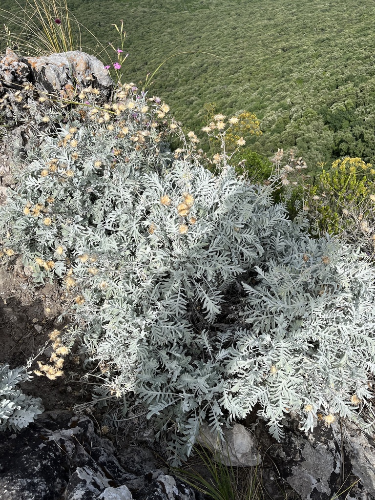 Fiordaliso delle scogliere