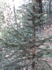 Picea chihuahuana