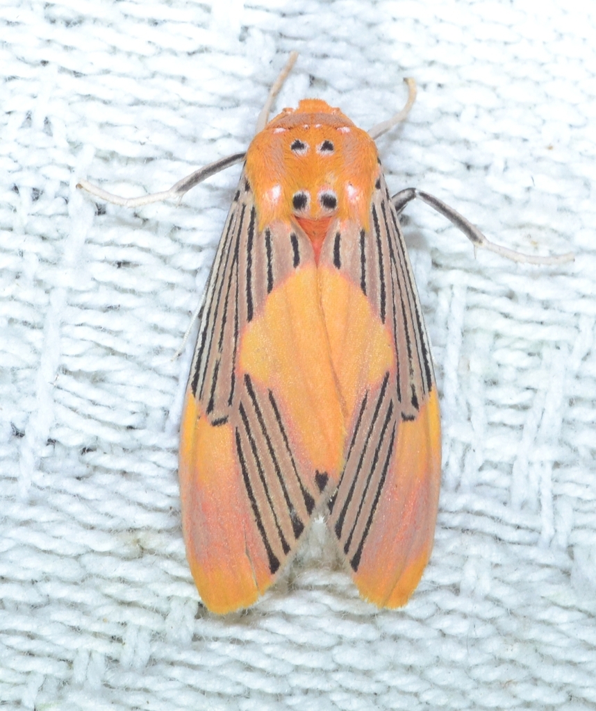 Lepidokirbyia