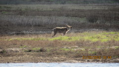Canis latrans ochropus