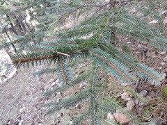 Picea chihuahuana