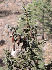 Picea chihuahuana