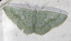 Prasinocyma lychnopasta