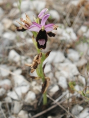 Ophrys bertolonii bertolonii