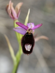 Ophrys bertolonii bertolonii