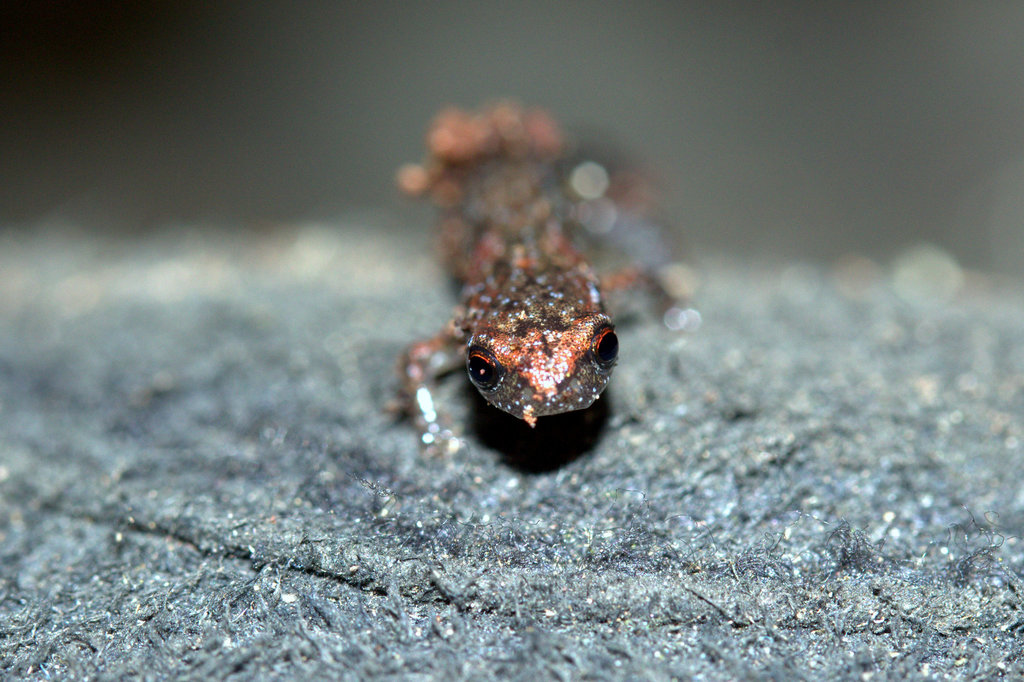 Terrestrial Flat-Footed Salamander